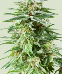 White Widow Feminized Esrar Tohumu (Royal Queen Seeds)
