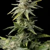 White Widow Feminized Esrar Tohumu (Seedsman)