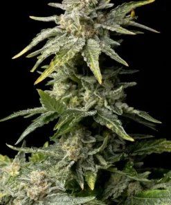 White Widow Feminized Esrar Tohumu (Seedsman)