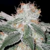 White Widow Regular Esrar Tohumu (Canuk Seeds)