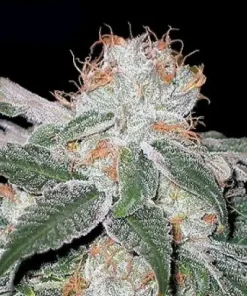 White Widow Regular Esrar Tohumu (Canuk Seeds)