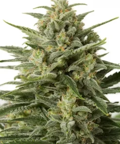 White Widow XXL Auto Fem Esrar Tohumu (Dinafem)