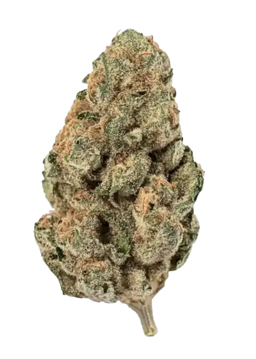 White Widow, narenciye ve çam aromalarıyla öne çıkan popüler bir hibrit türdür. Enerjik etkileriyle bilinir. Genetik yapısını keşfedin ve özelliklerini görüntüleyin.