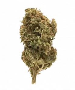 Wild Cherry, yakıtımsı kiraz aroması ve enerji verici etkileriyle bilinen indica baskın bir türdür. Anksiyete ve depresyona karşı potansiyel faydalarını keşfedin.