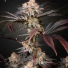 Wonder Pie Feminized Esrar Tohumu (Green House Seed Co.)