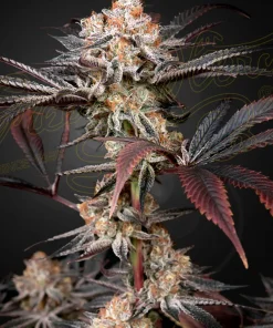 Wonder Pie Feminized Esrar Tohumu (Green House Seed Co.)