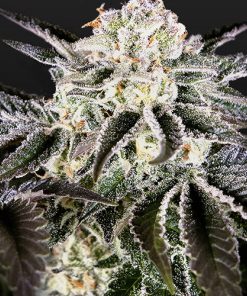 Wonder Pie Feminized Esrar Tohumu (Green House Seed Co.)