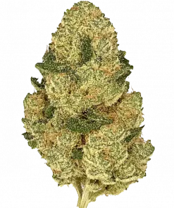 Wookie Burger #2, benzersiz amonyak aroması ve THC ile öne çıkan Indica dominant türdür. Derin rahatlama ve öfori için ideal. Özelliklerini keşfedin.