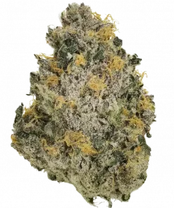 Wrank R2, çilek ve sandal ağacı aromalı, yüksek THC'li bir türdür. Stresi azaltır ve iştahı açar. Bu eşsiz türü keşfedin.