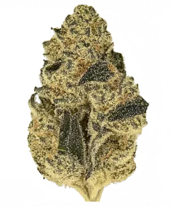 Wrank S1, tatlı ve çiçeksi aromaları ile öne çıkan dengeli bir hybrid türüdür. THC içeriğiyle yaratıcı etkilerini keşfedin. Hemen görüntüleyin.