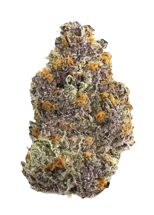 Wu-Sah, yakıtımsı ve tatlı aromaları ile öne çıkan sativa baskın bir türdür. Enerjik etkileriyle bilinen bu türün genetik yapısını keşfedin ve görüntüleyin.