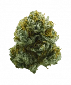 XJ-13, tatlı-baharat aroması ve yüksek THC içeriğiyle bilinen Sativa baskın bir türdür. Enerji verici etkilerini ve genetik yapısını keşfedin.