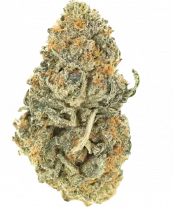 Yellow Melon, tatlı kavun aroması ve dengeli etkileriyle öne çıkan bir hibrit türdür. -23 THC içerir. Bu eşsiz türü keşfedin.