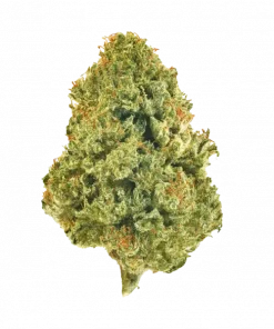 Yellow Straws, tatlı ve toprak aromalı, yüksek THC'li Indica baskın bir türdür. Yaratıcılığı teşvik eden bu özel türü keşfedin ve potansiyel faydalarını görüntüleyin.