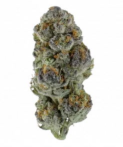 YellowBurst, tropikal meyve ve yakıtımsı aromalarıyla öne çıkan Sativa baskın bir türdür. THC ile enerji ve rahatlama sunar. Özelliklerini keşfedin.