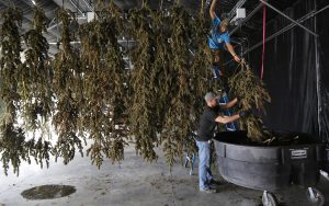 Yield (Verim), bir yetiştiricinin hasattan elde ettiği kenevir miktarıdır. Bazı çeşitler diğerlerinden daha fazla sömek verir.