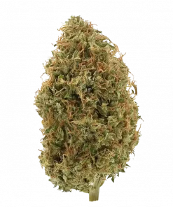 Yuck Mouth, sert yakıtımsı aroması ve yüksek THC içeriğiyle bilinen Indica dominant bir türdür. Derin rahatlama ve öfori sunar. Özelliklerini keşfedin.