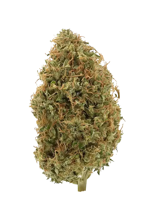 Yuck Mouth, sert yakıtımsı aroması ve yüksek THC içeriğiyle bilinen Indica dominant bir türdür. Derin rahatlama ve öfori sunar. Özelliklerini keşfedin.