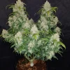 Z Auto Fem Esrar Tohumu (Fast Buds)