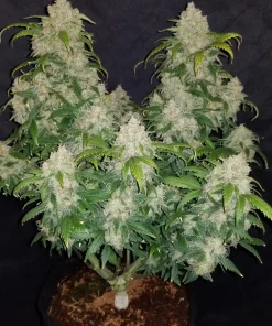 Z Auto Fem Esrar Tohumu (Fast Buds)