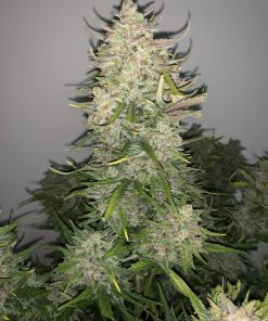 Z Auto Fem Esrar Tohumu (Fast Buds)