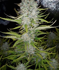 Z Auto Fem Esrar Tohumu (Fast Buds)