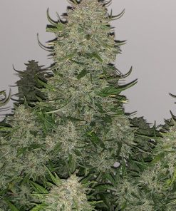 Z Auto Fem Esrar Tohumu (Fast Buds)
