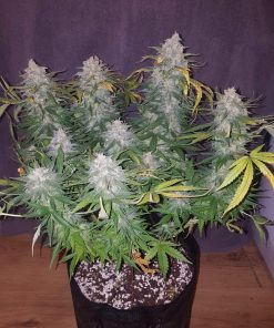 Z Auto Fem Esrar Tohumu (Fast Buds)