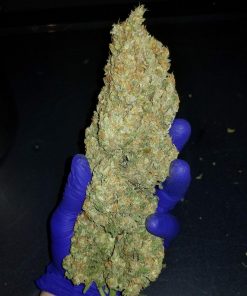 Z Auto Fem Esrar Tohumu (Fast Buds)