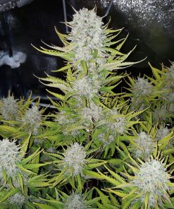 Z Auto Fem Esrar Tohumu (Fast Buds)