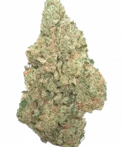 Z Bass, sert yakıtımsı aroması ve 'e varan THC içeriğiyle öne çıkan dengeli bir hibrit türdür. Yüksek verimli genetiğini keşfedin ve detaylı inceleyin.