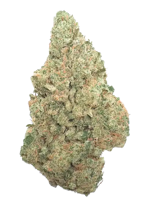 Z Bass, sert yakıtımsı aroması ve 'e varan THC içeriğiyle öne çıkan dengeli bir hibrit türdür. Yüksek verimli genetiğini keşfedin ve detaylı inceleyin.