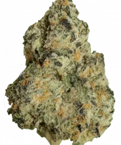 Z Pavé, yaban mersini aromalı, yüksek THC'li dengeli bir hibrit türdür. Depresyon ve mide bulantısına iyi gelir. Genetik yapısını keşfedin ve detayları görüntüleyin.