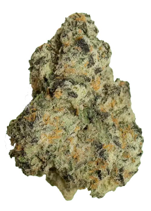 Z Pavé, yaban mersini aromalı, yüksek THC'li dengeli bir hibrit türdür. Depresyon ve mide bulantısına iyi gelir. Genetik yapısını keşfedin ve detayları görüntüleyin.