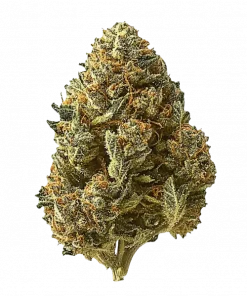 Z-Up Auto, yakıtımsı aroması ve yüksek THC içeriğiyle bilinen Indica baskın bir türdür. Enerjik etkileriyle öne çıkar. Genetik yapısını keşfedin.