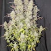 Z-Up ™ Auto Fem Esrar Tohumu (Fast Buds)