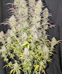 Z-Up ™ Auto Fem Esrar Tohumu (Fast Buds)