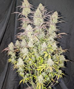 Z-Up ™ Auto Fem Esrar Tohumu (Fast Buds)