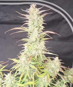 Z-Up ™ Auto Fem Esrar Tohumu (Fast Buds)