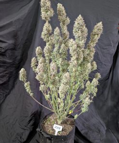 Z-Up ™ Auto Fem Esrar Tohumu (Fast Buds)