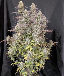 Z-Up ™ Auto Fem Esrar Tohumu (Fast Buds)