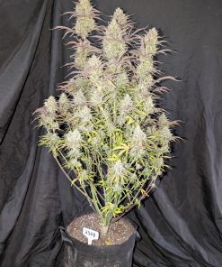 Z-Up ™ Auto Fem Esrar Tohumu (Fast Buds)