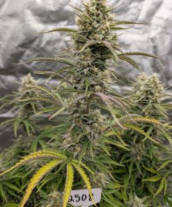 Z-Up ™ Auto Fem Esrar Tohumu (Fast Buds)