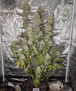 Z-Up ™ Auto Fem Esrar Tohumu (Fast Buds)