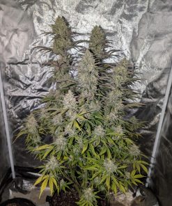 Z-Up ™ Auto Fem Esrar Tohumu (Fast Buds)