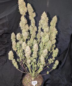 Z-Up ™ Auto Fem Esrar Tohumu (Fast Buds)