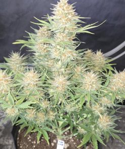 Z-Up ™ Auto Fem Esrar Tohumu (Fast Buds)