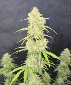 Z-Up ™ Auto Fem Esrar Tohumu (Fast Buds)