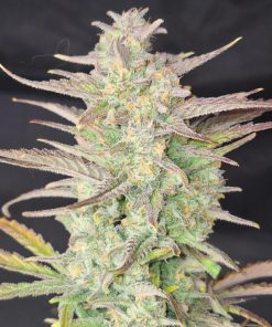 Z-Up ™ Auto Fem Esrar Tohumu (Fast Buds)