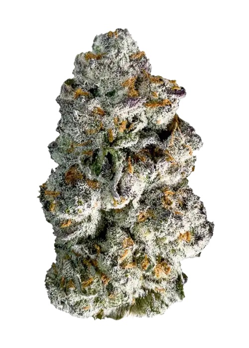 Zack’s Cake, vanilya aroması ve yüksek THC içeriğiyle öne çıkan bir Sativa baskın hibrit türdür. Genetik yapısını ve potansiyel faydalarını keşfedin.